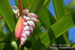 月桃（ゲットウ）-殻から出てきた赤ちゃんたち