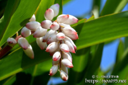 月桃（ゲットウ）-桃のようなつぼみ