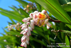 月桃（ゲットウ）の花とつぼみ