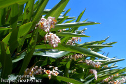 月桃（ゲットウ）の垣根