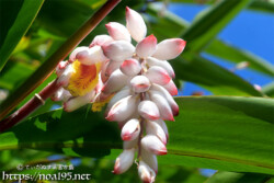 月桃（ゲットウ）の花と桃のようなつぼみ