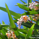 青空にのびる葉と可憐な花-月桃（ゲットウ）