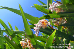 青空にのびる葉と可憐な花-月桃（ゲットウ）
