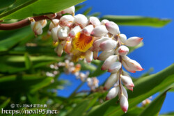 月桃（ゲットウ）の花とつぼみ