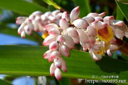 月桃（ゲットウ）-かんざしのように垂れ下がるつぼみ