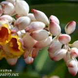 月桃（ゲットウ）の花と桃のようなつぼみ