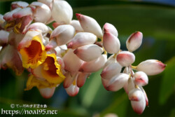 月桃（ゲットウ）の花と桃のようなつぼみ