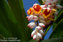 月桃（ゲットウ）の花と桃のようなつぼみ