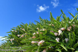 垣根のように茂る月桃（ゲットウ）