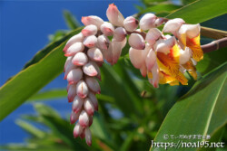 月桃（ゲットウ）-かんざしのように垂れ下がるつぼみ