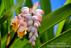 月桃（ゲットウ）の花とつぼみ