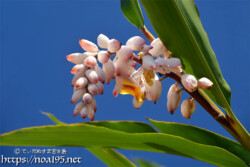 青空にのびる葉と花-月桃（ゲットウ）