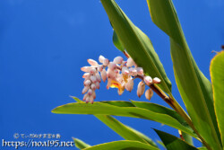 青空にのびる葉と可憐な花-月桃（ゲットウ）