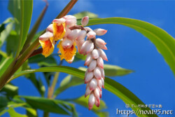 月桃（ゲットウ）の花とつぼみ