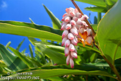 月桃（ゲットウ）の艶やかな葉とつぼみ