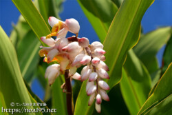 月桃（ゲットウ）の艶やかな葉とつぼみ