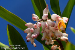 月桃（ゲットウ）の花とつぼみ