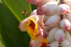 月桃（ゲットウ）の花に集まるミツバチ