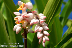 月桃（ゲットウ）の花とつぼみ