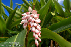 房のように折り重なるつぼみ-月桃（ゲットウ）