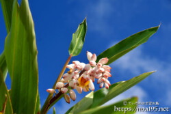 青空にのびる葉と花-月桃（ゲットウ）