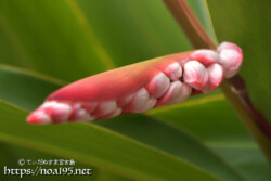 月桃（ゲットウ）-殻に包まれた赤ちゃんたち