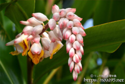 月桃（ゲットウ）-かんざしのように垂れ下がるつぼみ