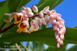 月桃（ゲットウ）-かんざしのように垂れ下がるつぼみ