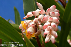 月桃（ゲットウ）の花と桃のようなつぼみ