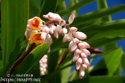 月桃（ゲットウ）-かんざしのように垂れ下がるつぼみ