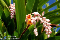 月桃（ゲットウ）の艶やかな葉と花