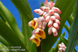 月桃（ゲットウ）の花と桃のようなつぼみ