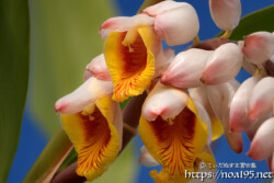 月桃（ゲットウ）の花