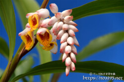 月桃（ゲットウ）の可憐な花とつぼみ