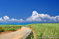 さとうきび畑の農道と青い海に浮かぶ入道雲