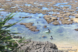 大潮で海上に現れたサンゴ礁-伊良部島シンビジ