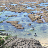 大潮で海上に現れたサンゴ礁-伊良部島シンビジ