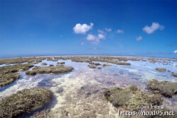 大潮で海上に現れたサンゴ礁-伊良部島シンビジ