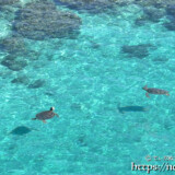 シンビジの青い海を泳ぐウミガメ-伊良部島フナウサギバナタ