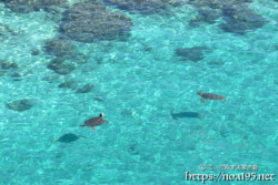 シンビジの青い海を泳ぐウミガメ-伊良部島フナウサギバナタ
