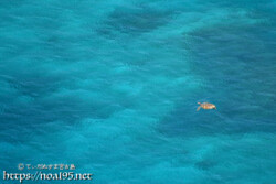 青い海を泳ぐウミガメ-伊良部島フナウサギバナタ