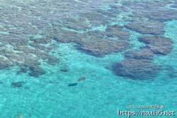 シンビジの青い海を泳ぐウミガメ-伊良部島フナウサギバナタ