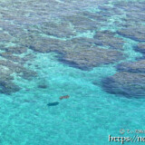 シンビジの青い海を泳ぐウミガメ-伊良部島フナウサギバナタ
