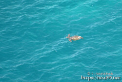 青い海を泳ぐウミガメ-伊良部島フナウサギバナタ
