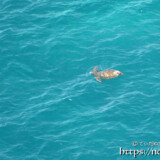 青い海を泳ぐウミガメ-伊良部島フナウサギバナタ