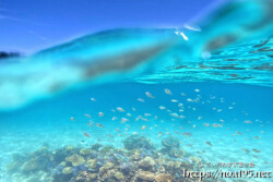 青い波とサンゴに群れるスズメダイ-西表島