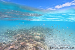 テーブルサンゴとスズメダイの群れ-西表島