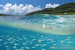海上へジャンプしたキビナゴと海中の群れ-西表島