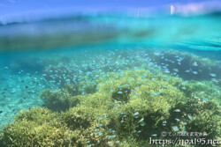 イエローサンゴとスズメダイの群れ-西表島