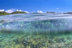 透き通った青い波と海中のサンゴ-西表島